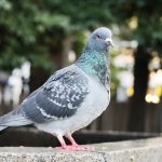 鳩の種類「ドバト」について