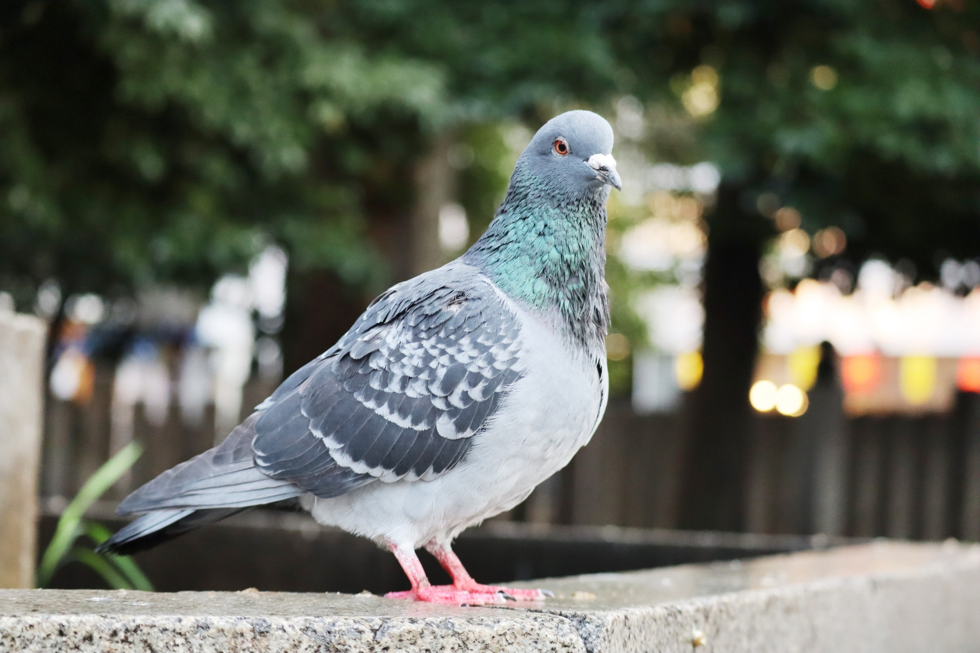 鳩の種類「ドバト」について