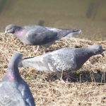 感染症やアレルギーの危険も！鳩のフンが原因でなる病気