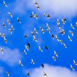 業者に鳩のフン清掃を依頼するタイミングは？状況別の対策方法