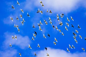 業者に鳩のフン清掃を依頼するタイミングは？状況別の対策方法