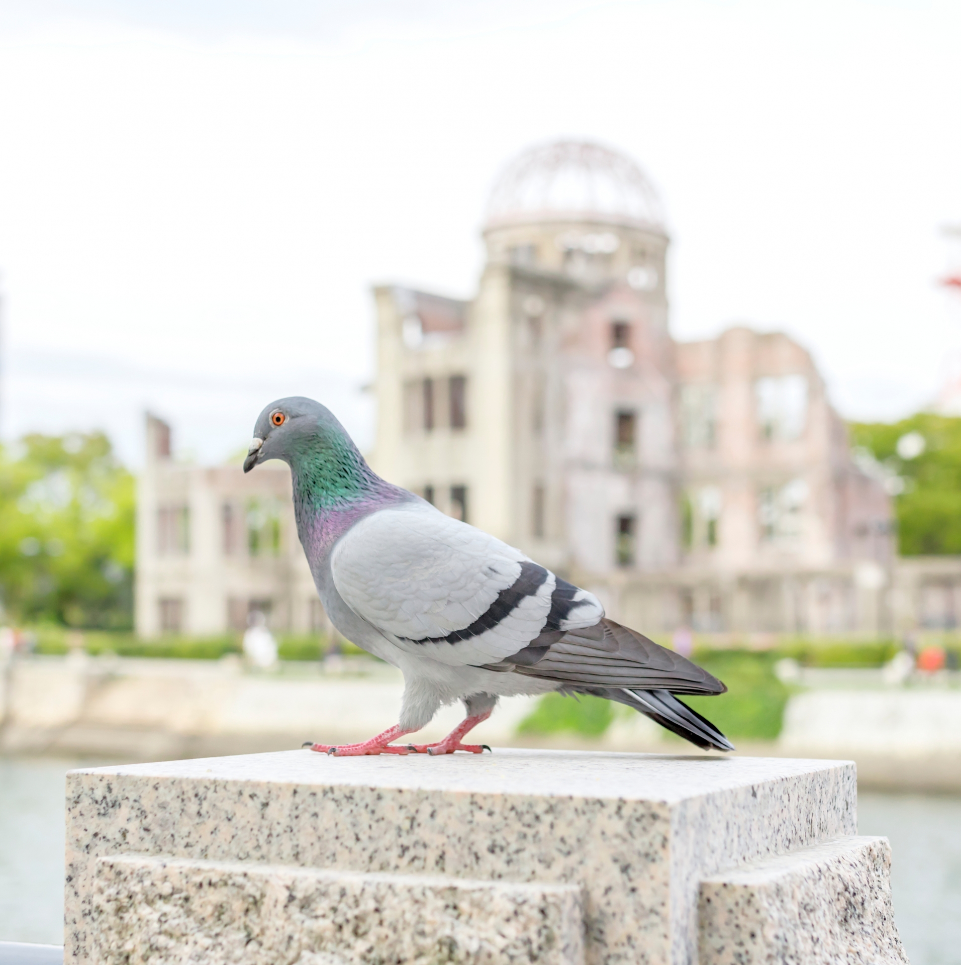 どうして鳩は平和の象徴なのか？ | 大阪府 ベランダの鳩のフン清掃会社